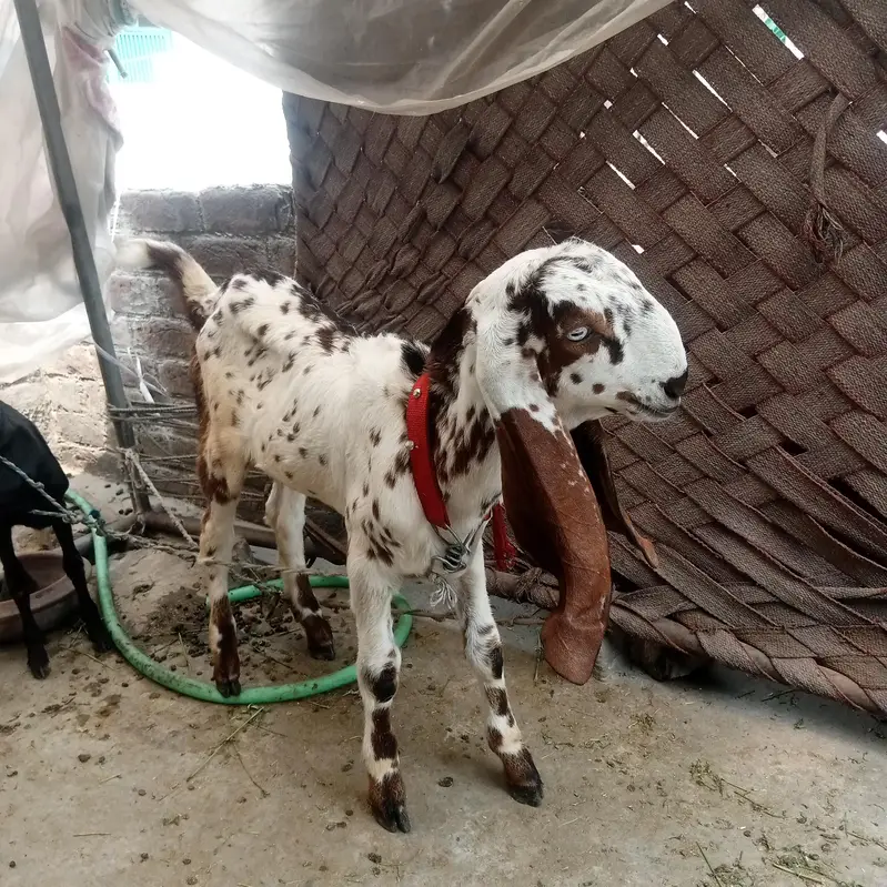 Nagara Bakra for sale — photo 3