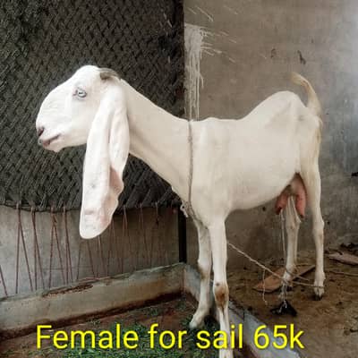 Ranjan puri bakri for sale