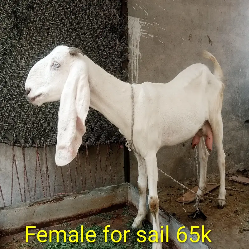 Nagara Bakra for sale — photo 4