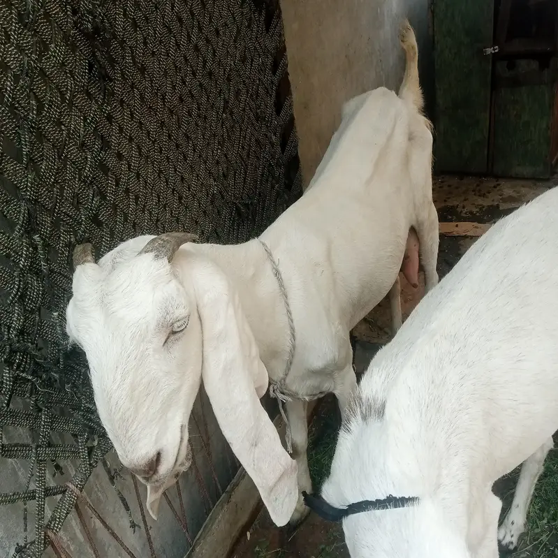 Nagara Bakra for sale — photo 5