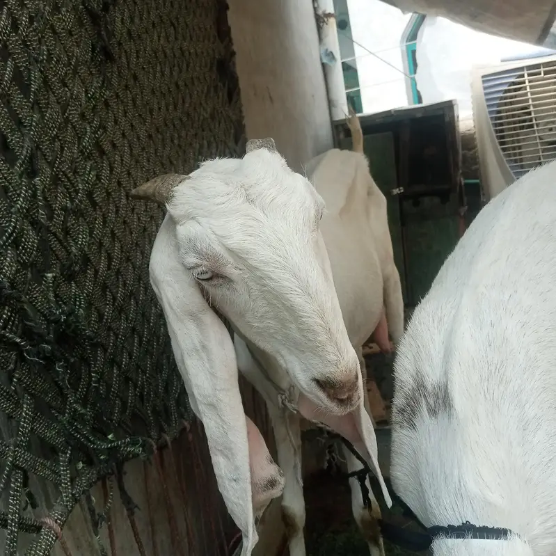 Nagara Bakra for sale — photo 6