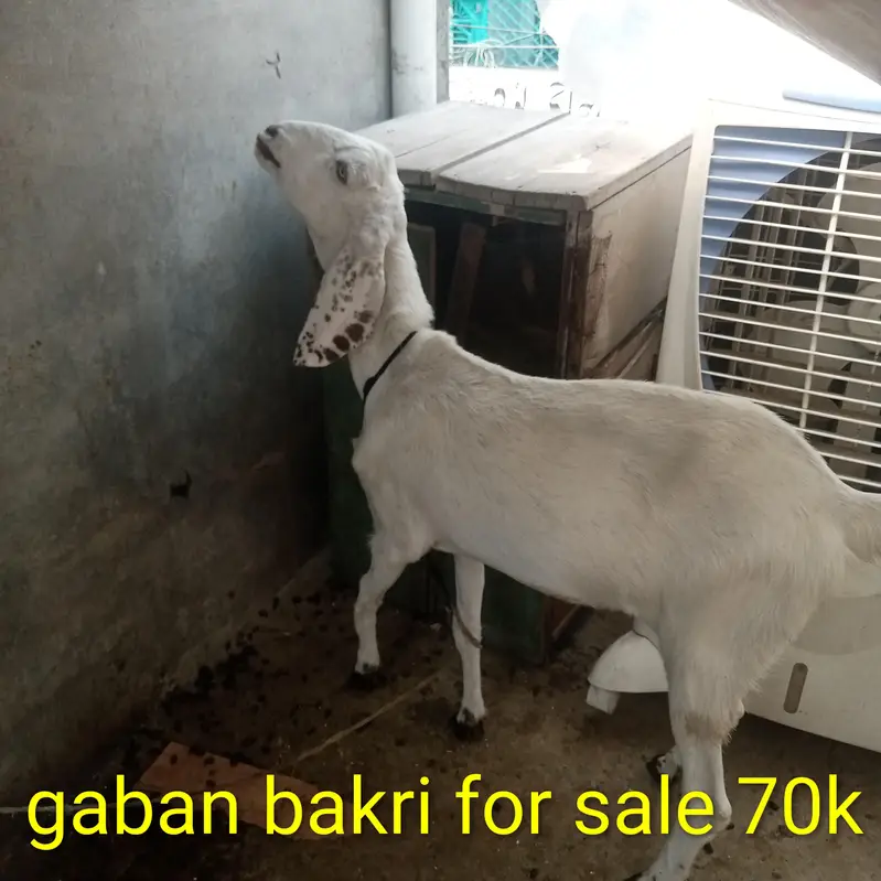 Nagara Bakra for sale — photo 7