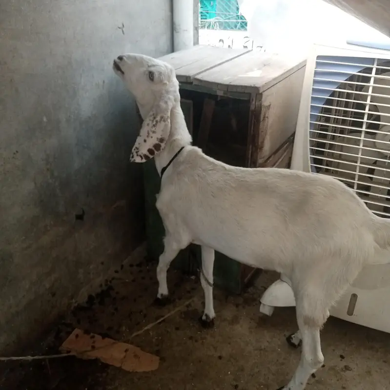 Nagara Bakra for sale — photo 8