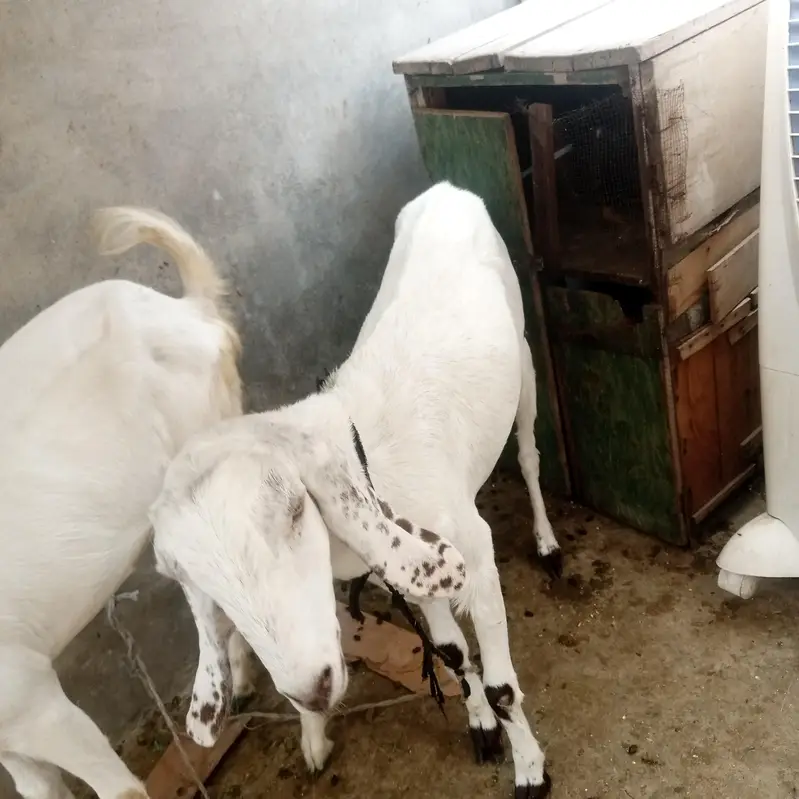 Nagara Bakra for sale — photo 9