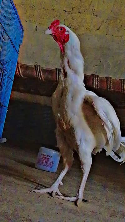 For sale in