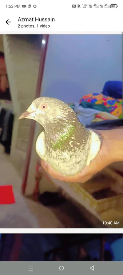 pigeon for sale