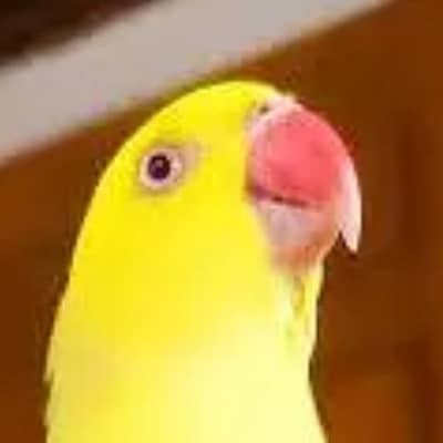 yellow male