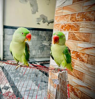 raw parrot