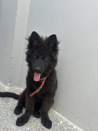 Black German shepherd puppy