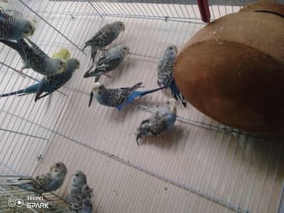 Australian buddies pairs for sale
