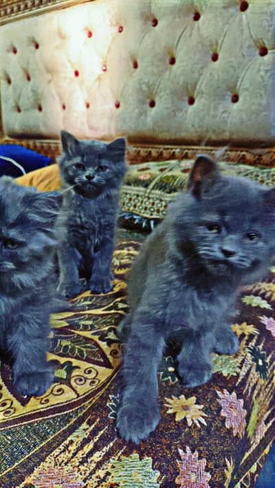 Persian cats available beautiful