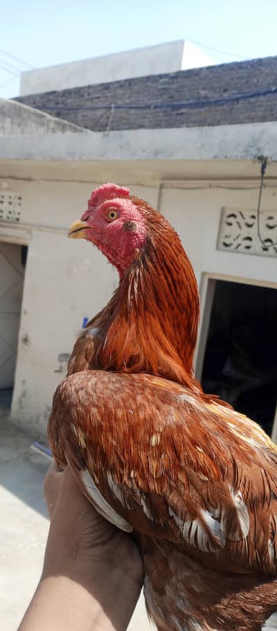 mianwali aseel eggs 