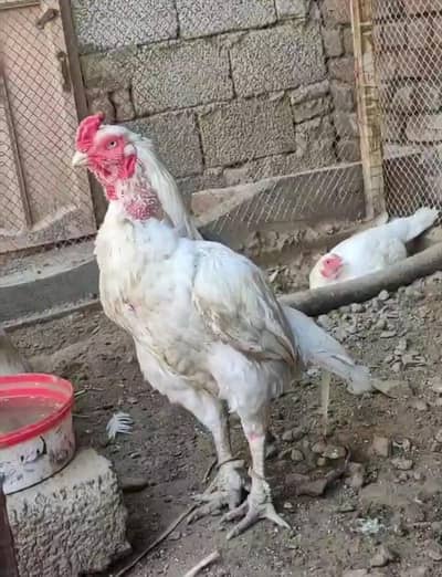 paper white breeder male