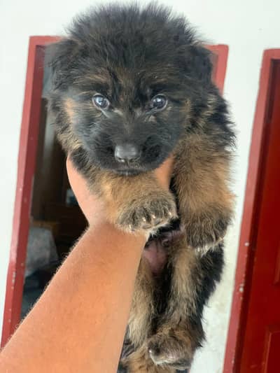 German Shepherd Puppies For Urgent Sale