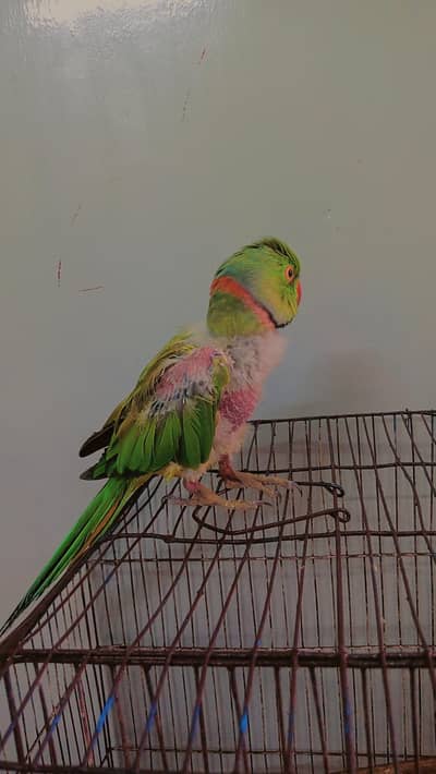 parrot