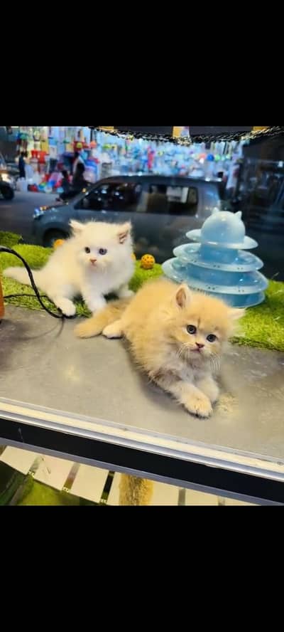 persian cat for sale MywatsapppNumber 0324-31-90-294