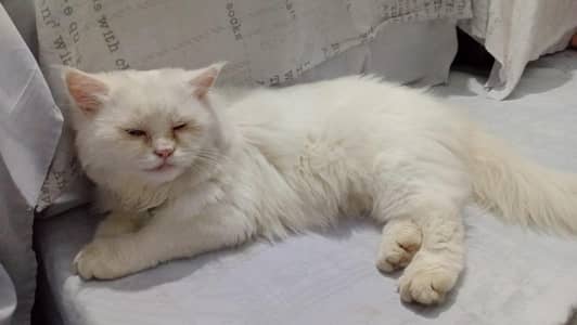Persian cat