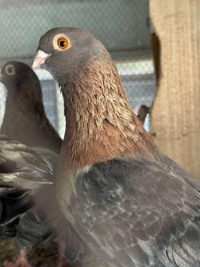 Egyptian swift pigeon/Laughing dove/Big size sherazi