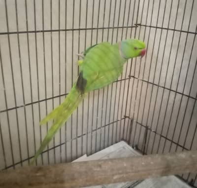 male parrot