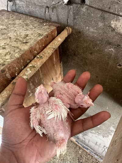 Eno / V pied chicks hand tamed