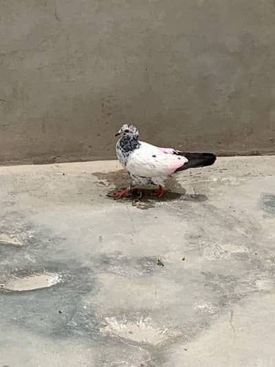 highly flyer breeder jora hai urgent sale ‪