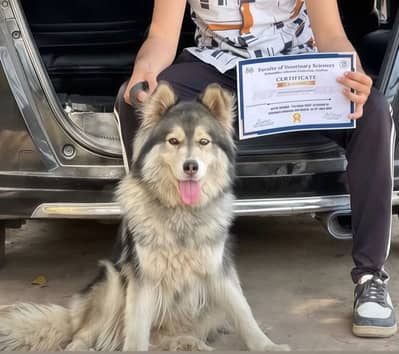 Alaskan Husky Female 2years