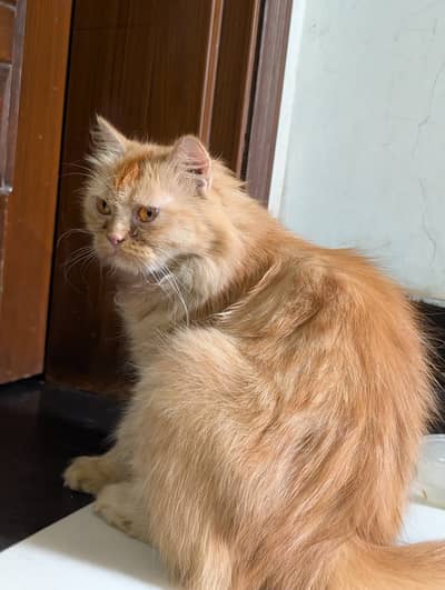 Persion Cat Ginger Color Long Hair