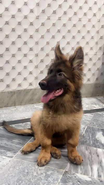 German Shepherd