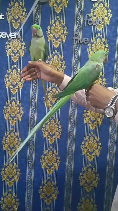 handtame talking piar face to face bhi bolten hen