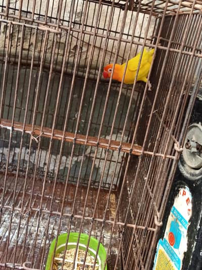 love bird for sale