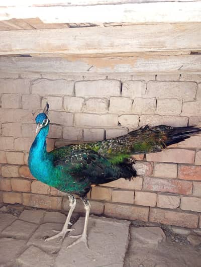black shoulders peacock