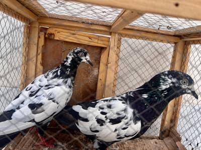 pigeon for sale
