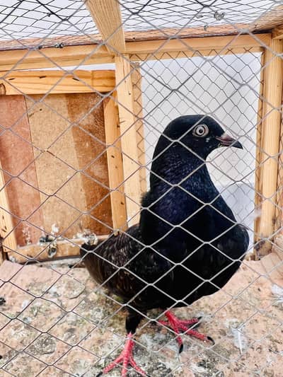 pigeon for sale