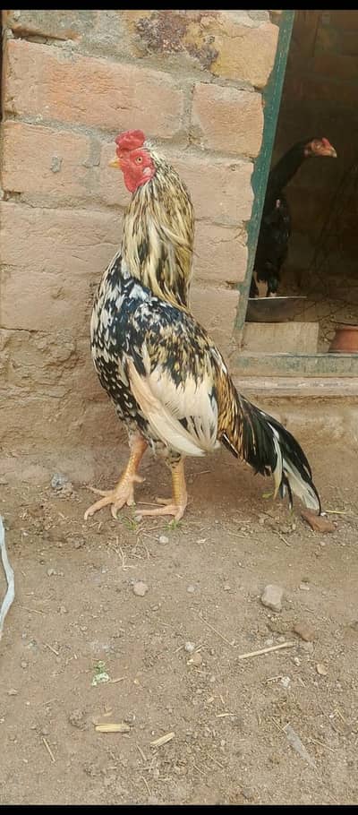 mianwali zero size aseel . exchng other bird or animal