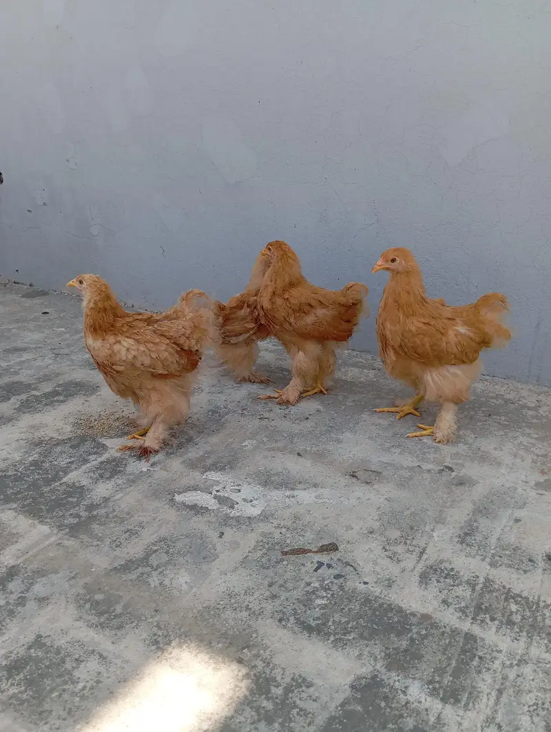 Golden Heavy Buff Cochin — photo 2