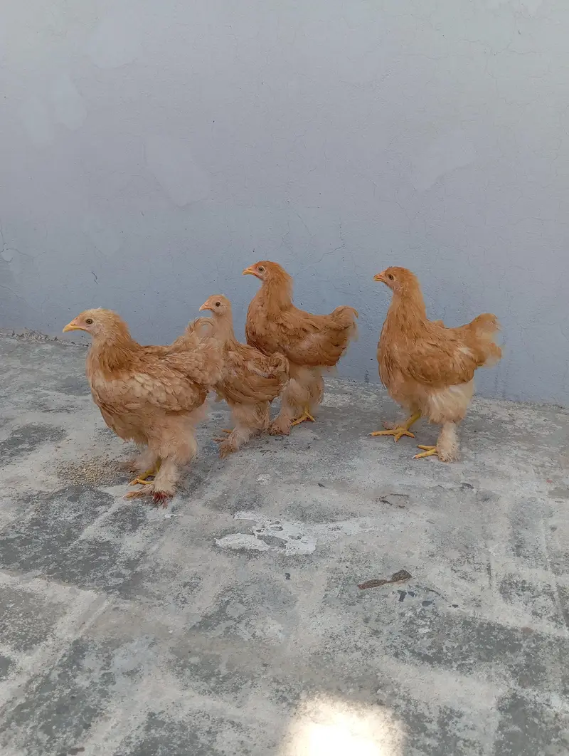 Golden Heavy Buff Cochin — photo 3