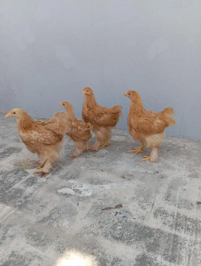 Golden Heavy Buff Cochin — photo 4