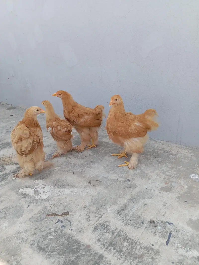 Golden Heavy Buff Cochin — photo 5