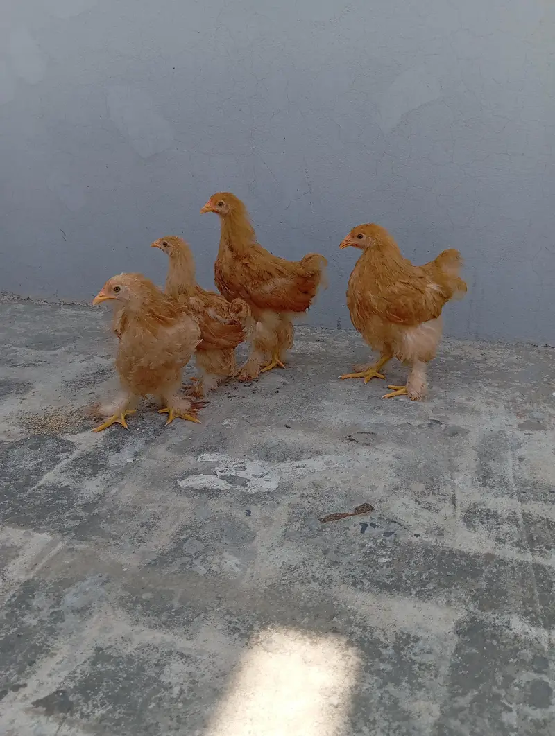 Golden Heavy Buff Cochin — photo 6