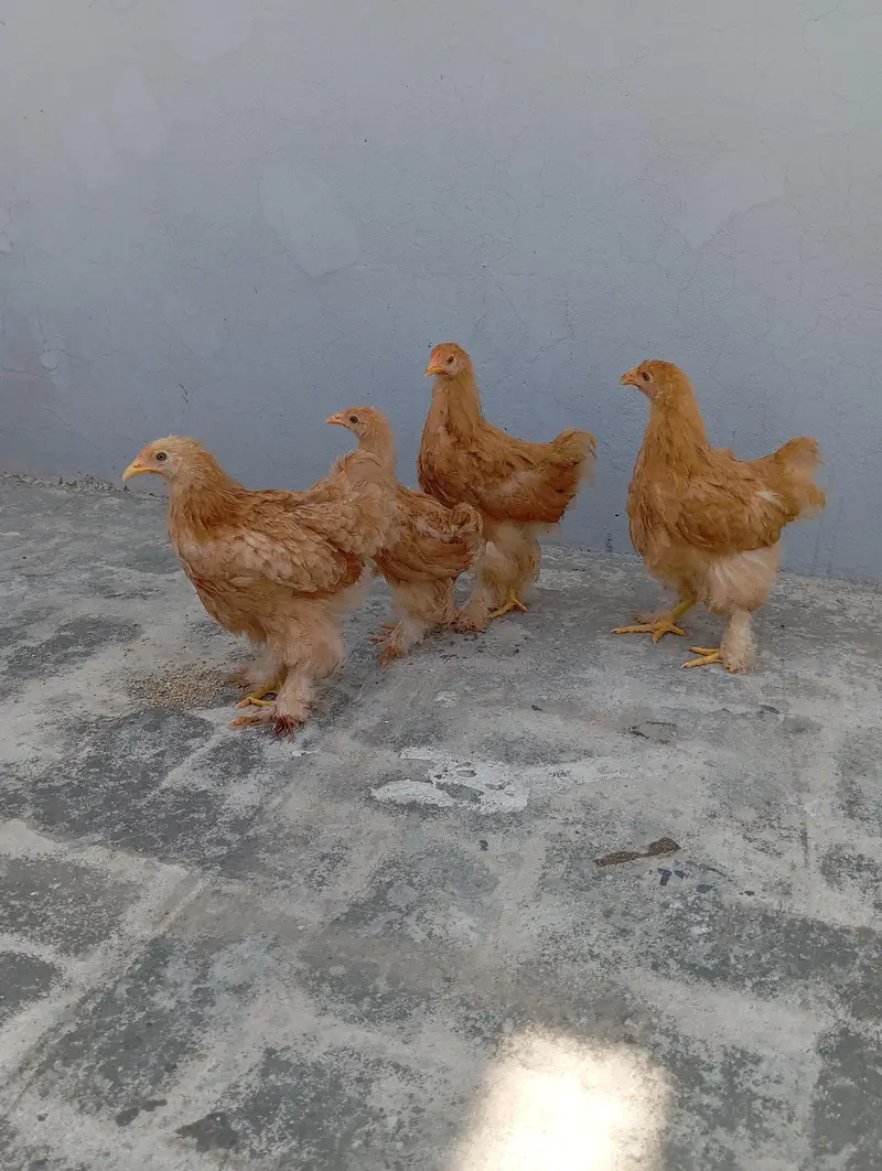 Golden Heavy Buff Cochin — photo 7