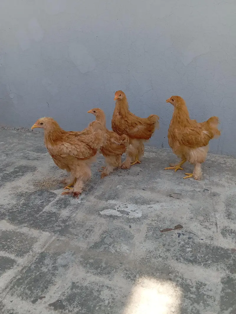 Golden Heavy Buff Cochin — photo 8