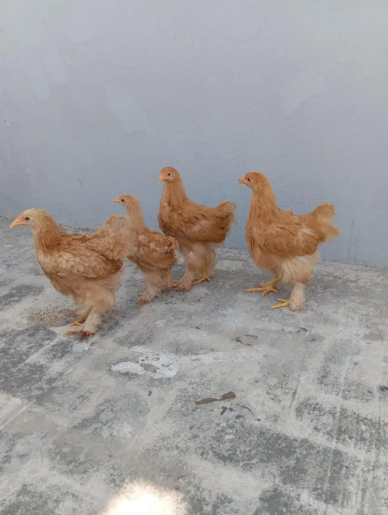 Golden Heavy Buff Cochin — photo 9