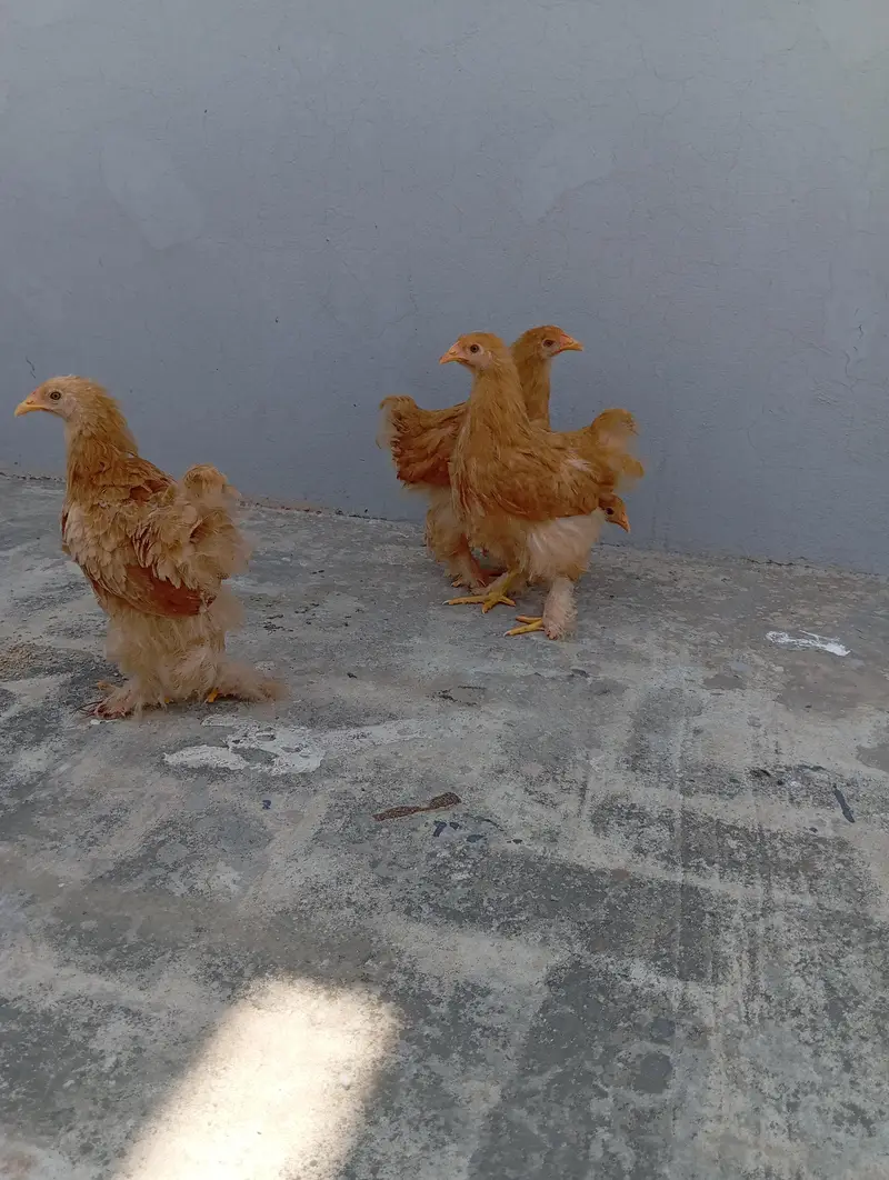 Golden Heavy Buff Cochin — photo 10