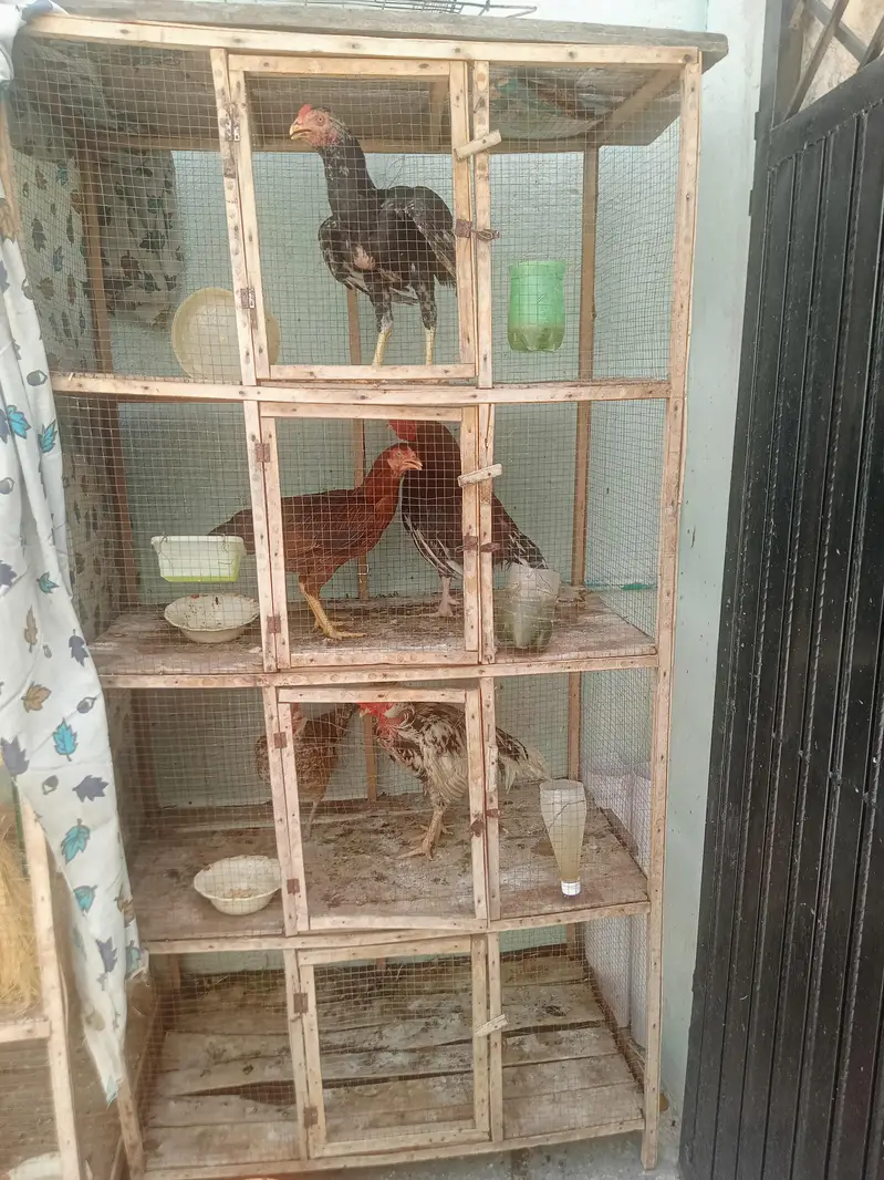 1 addad wooden cage for sale — photo 2
