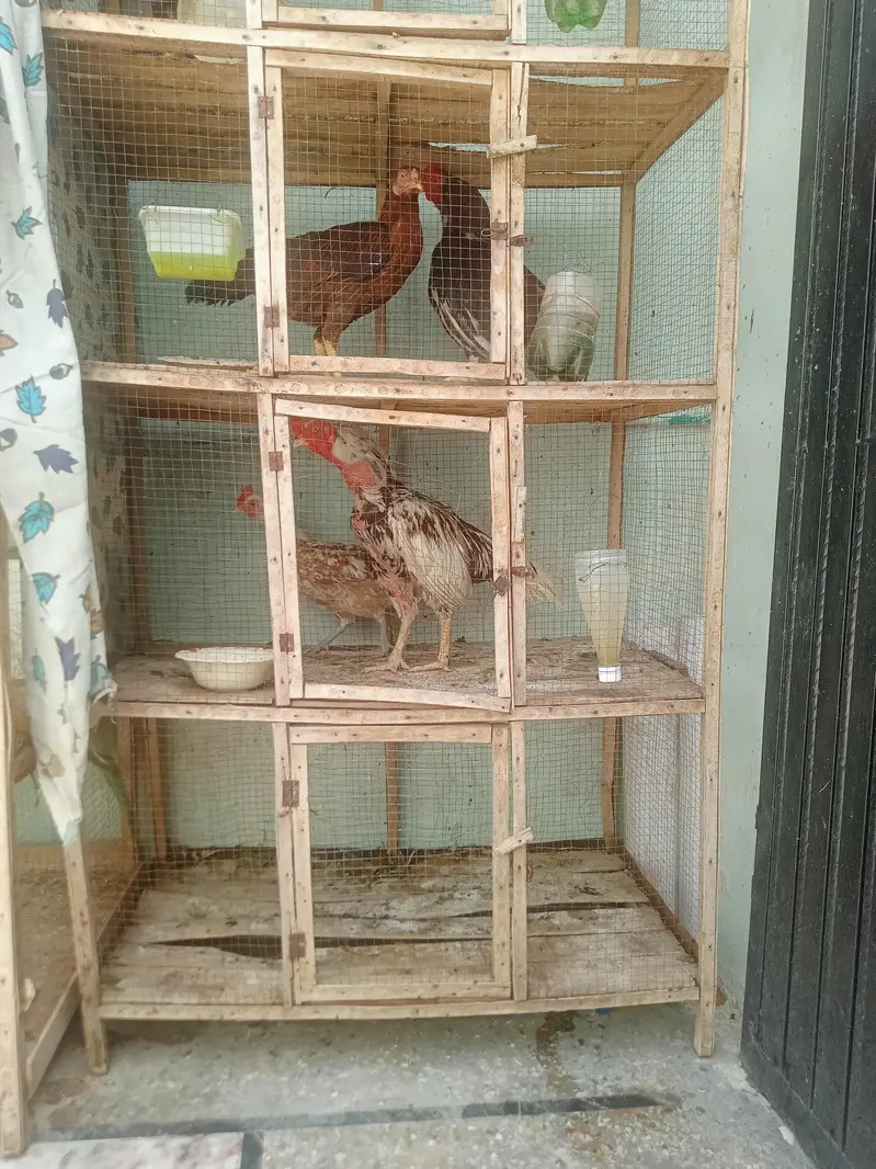 1 addad wooden cage for sale — photo 3