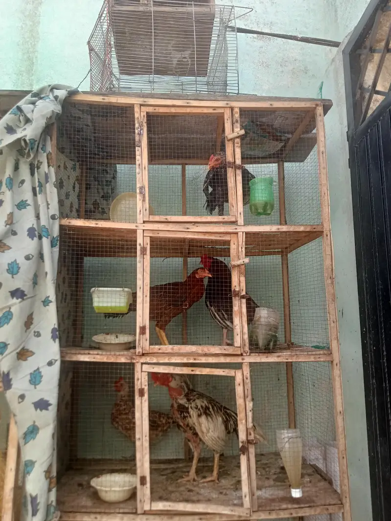 1 addad wooden cage for sale — photo 4