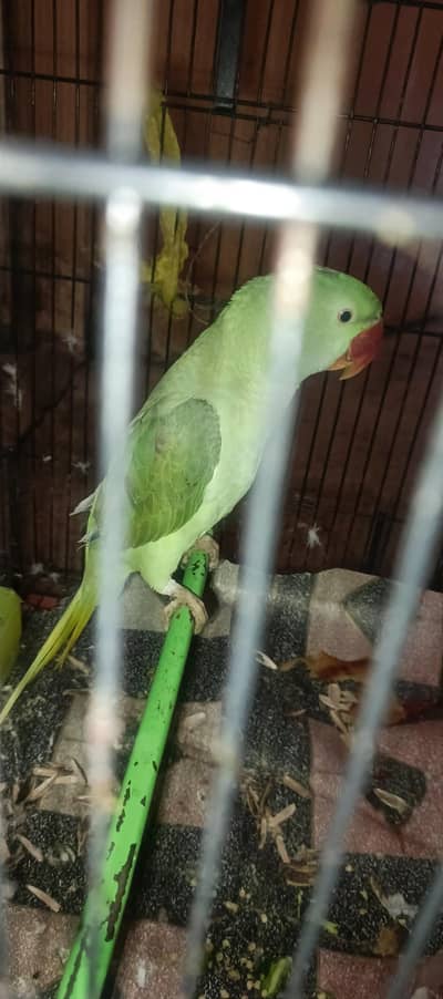 raw parrot