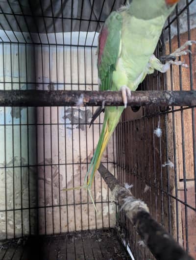Green parrot for sale in Lahore