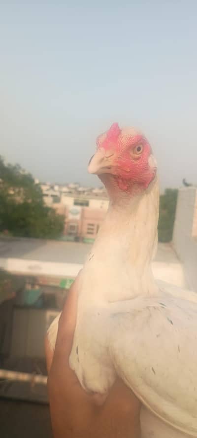 aseel heera female with black spots