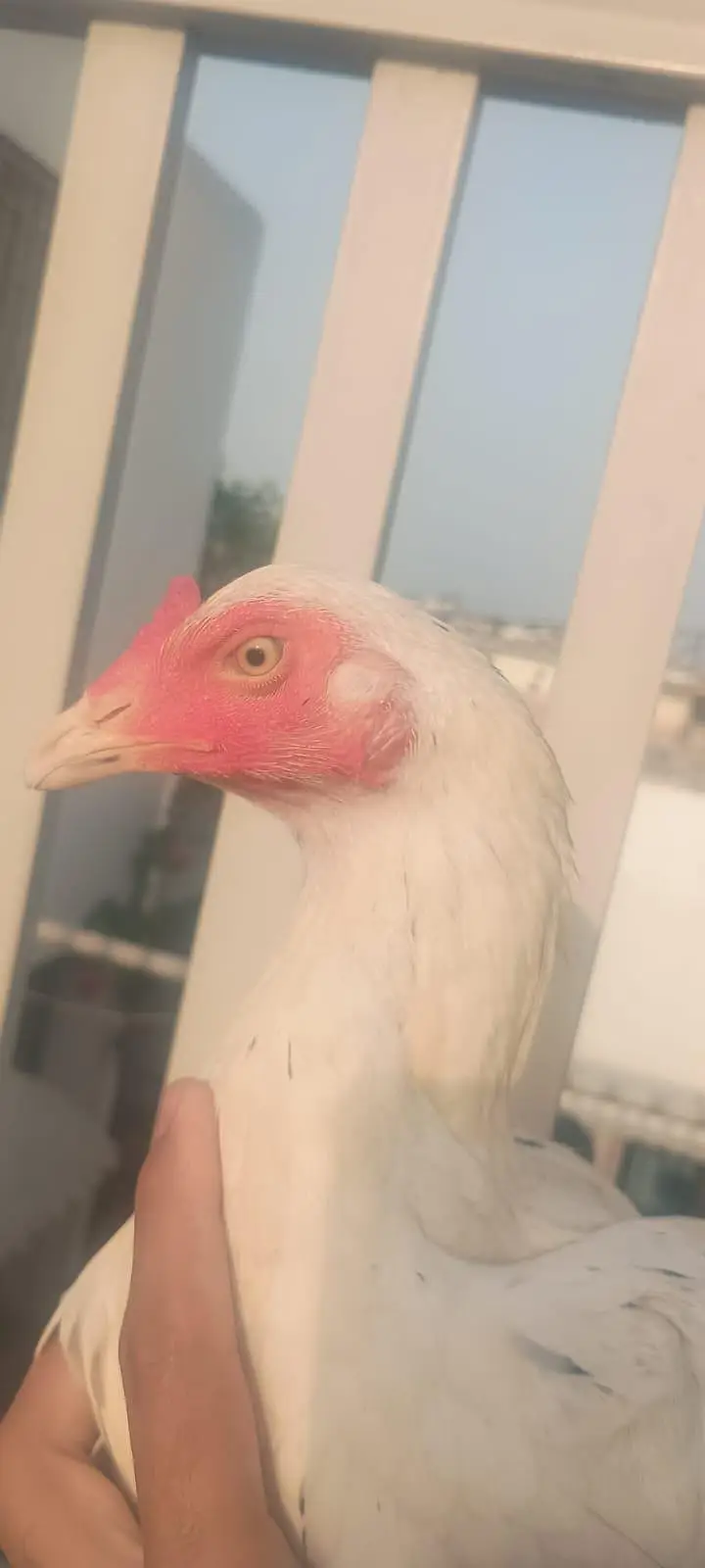 aseel heera female with black spots — photo 4